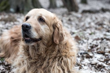 eski golden retriever köpek bir yürüyüş