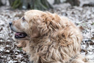 eski golden retriever köpek bir yürüyüş