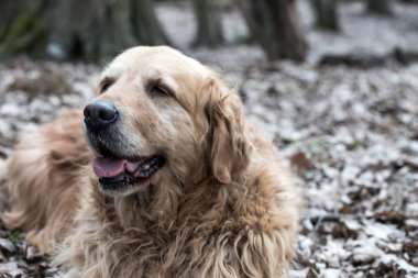 eski golden retriever köpek bir yürüyüş