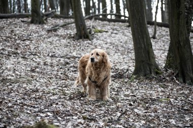 eski golden retriever köpek bir yürüyüş