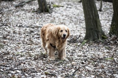 eski golden retriever köpek bir yürüyüş