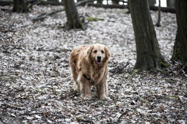 eski golden retriever köpek bir yürüyüş