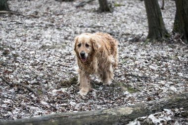 eski golden retriever köpek bir yürüyüş
