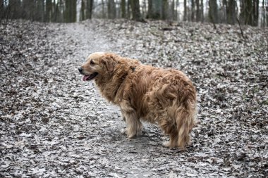 eski golden retriever köpek bir yürüyüş