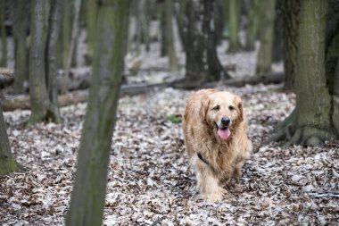 eski golden retriever köpek bir yürüyüş