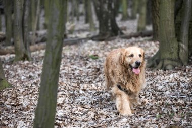 eski golden retriever köpek bir yürüyüş