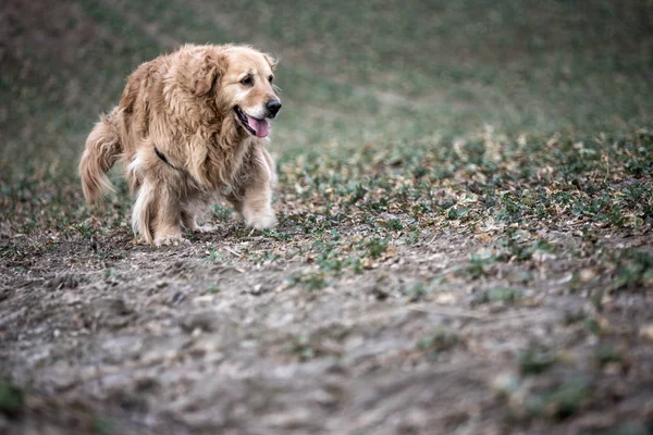 eski golden retriever köpek bir yürüyüş