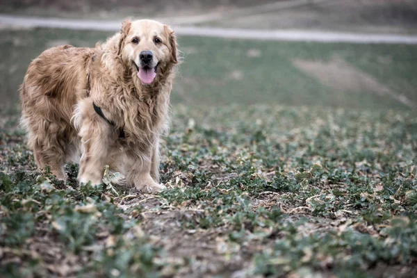 Eski Golden Retriever Köpek Bir Yürüyüş — Stok fotoğraf