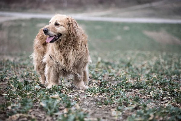 eski golden retriever köpek bir yürüyüş