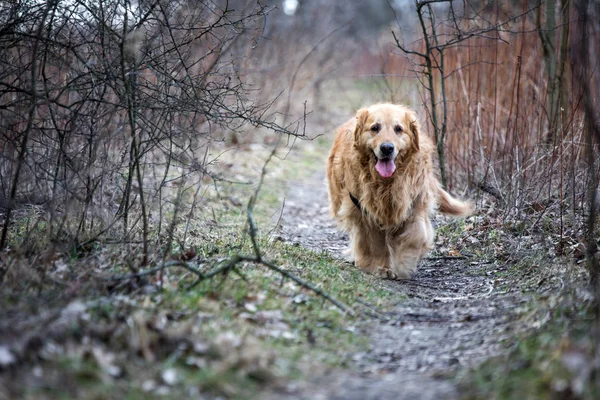 Viejo Perro Golden Retriever Paseo — Foto de Stock