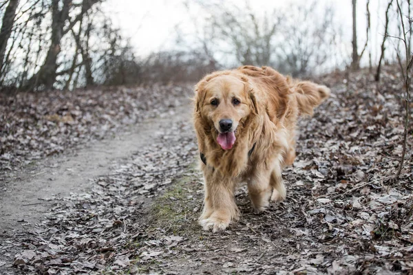 Eski Golden Retriever Köpek Bir Yürüyüş — Stok fotoğraf