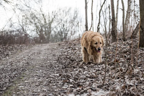 eski golden retriever köpek bir yürüyüş
