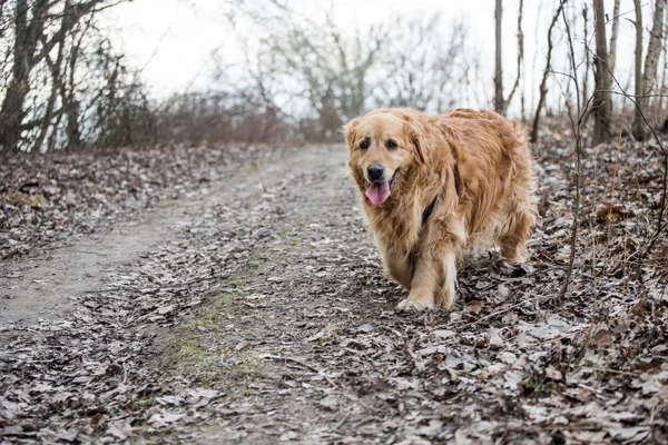 eski golden retriever köpek bir yürüyüş