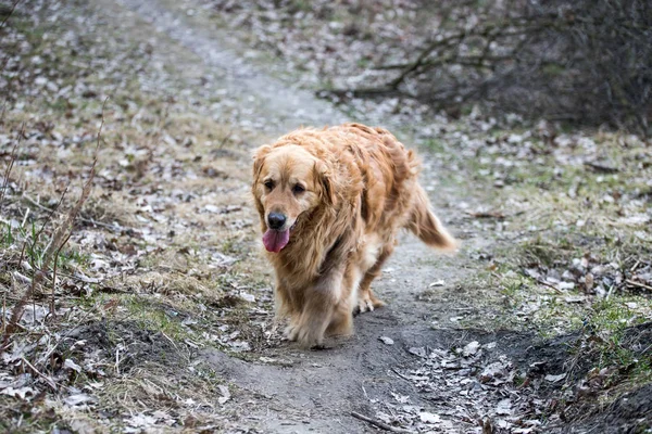 Alter Golden Retriever Hund Auf Spaziergang — Stockfoto