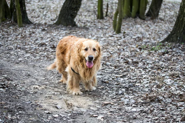 Old Golden Retriever Dog Walk — Stock Photo, Image