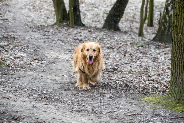 Viejo Perro Golden Retriever Paseo — Foto de Stock