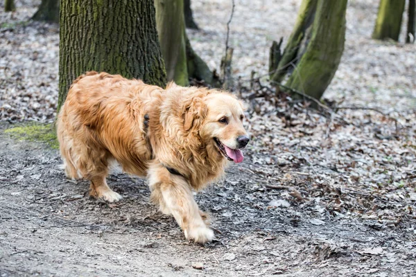 Viejo Perro Golden Retriever Paseo — Foto de Stock