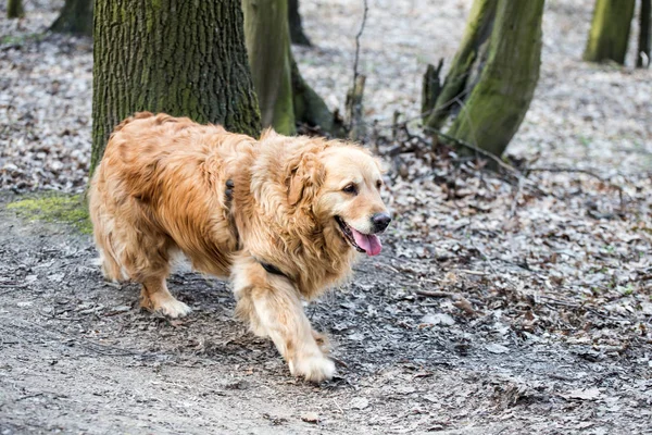 Eski Golden Retriever Köpek Bir Yürüyüş — Stok fotoğraf