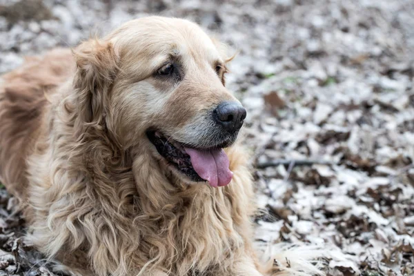 Eski Golden Retriever Köpek Bir Yürüyüş — Stok fotoğraf