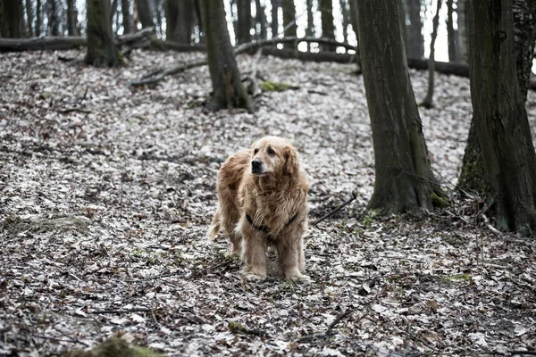 eski golden retriever köpek bir yürüyüş