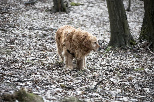 eski golden retriever köpek bir yürüyüş