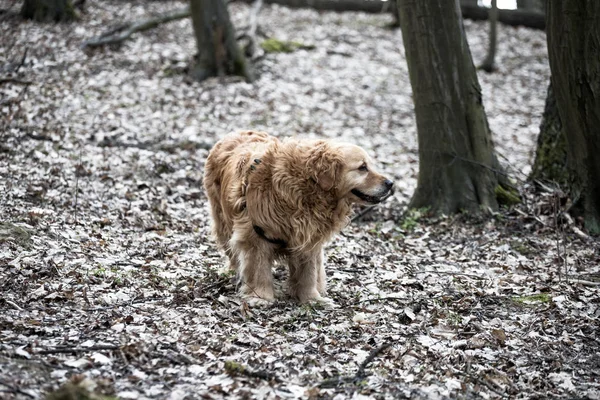 eski golden retriever köpek bir yürüyüş