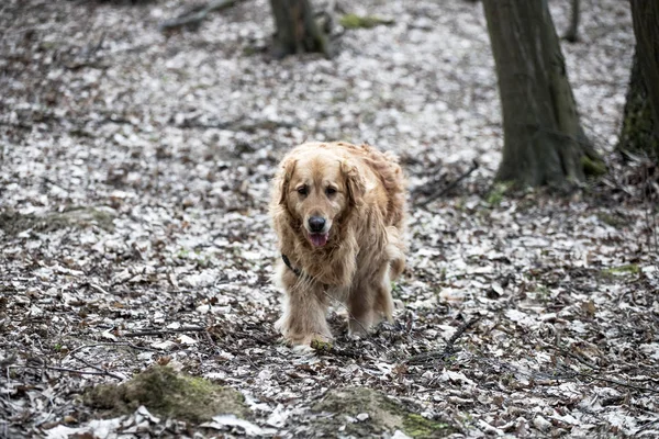 eski golden retriever köpek bir yürüyüş