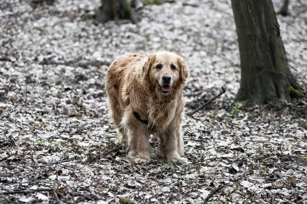 eski golden retriever köpek bir yürüyüş