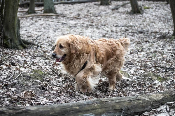 Eski Golden Retriever Köpek Bir Yürüyüş — Stok fotoğraf