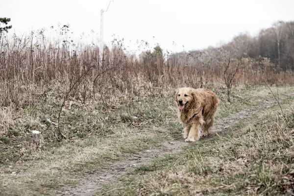 Eski Golden Retriever Köpek Bir Yürüyüş — Stok fotoğraf