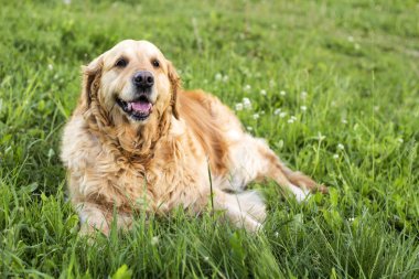 eski golden retriever köpek