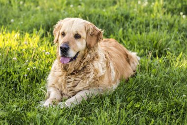 eski golden retriever köpek