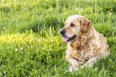 eski golden retriever köpek