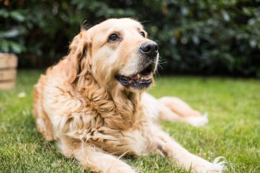 eski golden retriever köpek