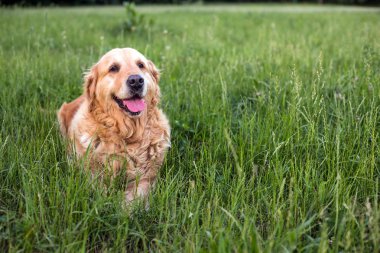 eski golden retriever köpek