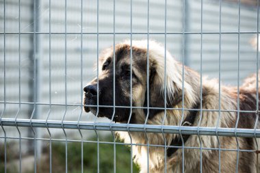 köpek barınak Bar arkasında köpek