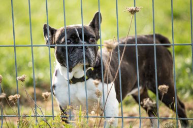 köpek barınak Bar arkasında köpek