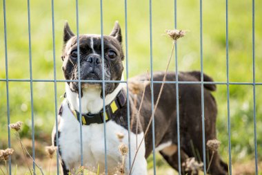 köpek barınak Bar arkasında köpek