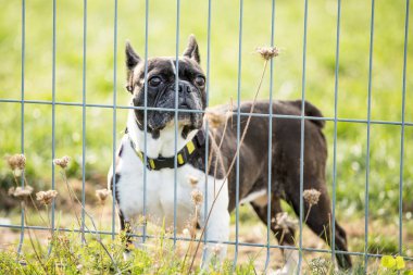 köpek barınak Bar arkasında köpek