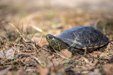 Avrupa su birikintisi kaplumbağa, emys orbicularis