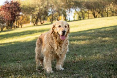 eski golden retriever köpek