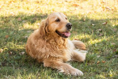 eski golden retriever köpek
