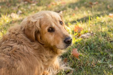 eski golden retriever köpek