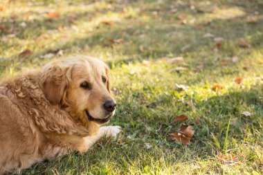 eski golden retriever köpek