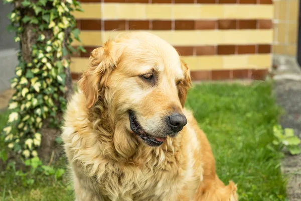 Stary Pies Golden Retriever — Zdjęcie stockowe