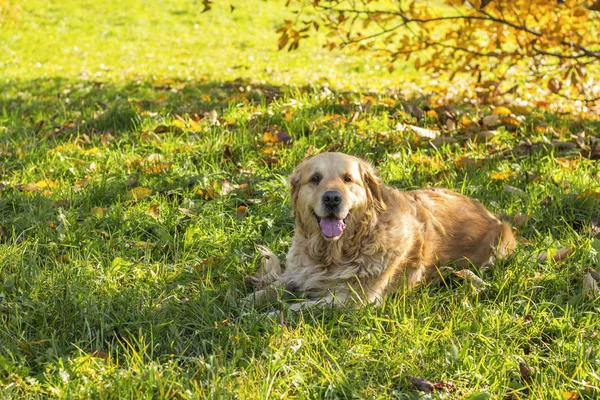 Old Golden Retriever Dog — Stock Photo, Image