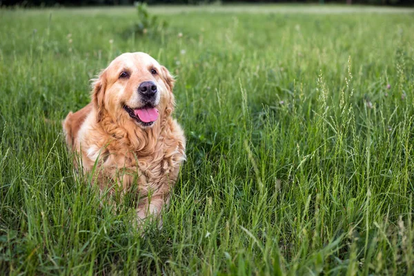 eski golden retriever köpek