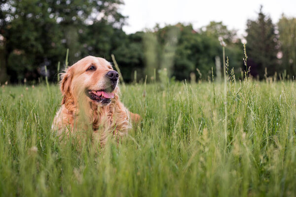 old golden retriever dog