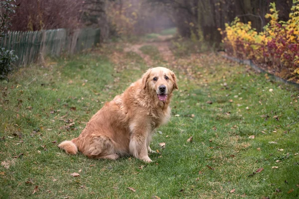 Viejo Perro Golden Retriever — Foto de Stock