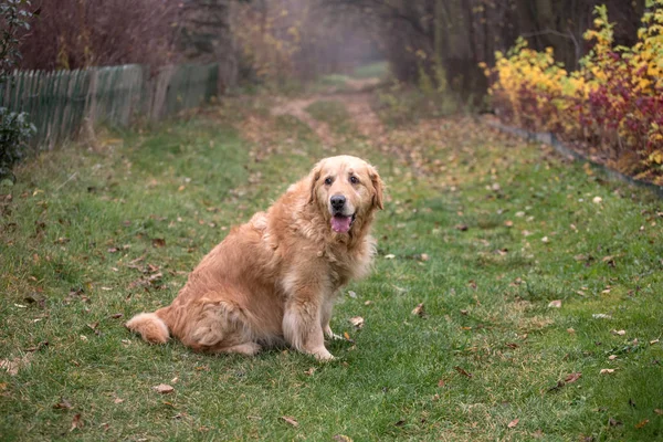 Viejo Perro Golden Retriever — Foto de Stock